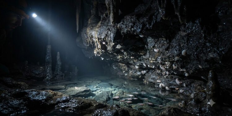 Uma caverna isolada há milhões de anos abriga formas de vida que nunca viram a luz do Sol