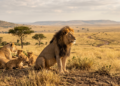 O que significa o provérbio africano “Até que os leões tenham seus próprios historiadores, as histórias de caça sempre glorificarão o caçador”