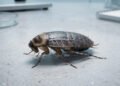 Estudos do meio animal dizem que resistência das baratas revela adaptações que desafiam a lógica dos mamíferos