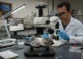 Estudo sobre o meteorito raro apresenta características que desafiam materiais espaciais conhecidos