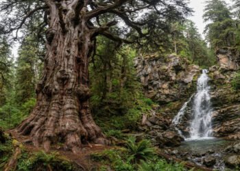 Árvores milenares sobrevivem por séculos graças a estratégias naturais de resistência