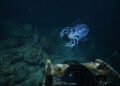 Imagens de uma câmera subaquática ajudam a proteger espécies marinhas desconhecidas