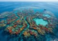Cientistas explicam como os corais constroem verdadeiras cidades submarinas visíveis do espaço