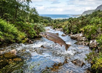 O olfato dos salmões orienta a etapa final de uma das maiores migrações da natureza
