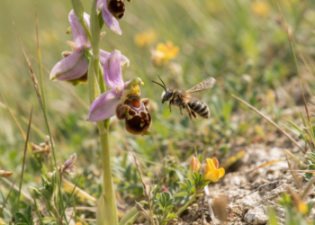 Especialistas em ecologia explicam como certas flores manipulam o comportamento dos insetos para sobreviver