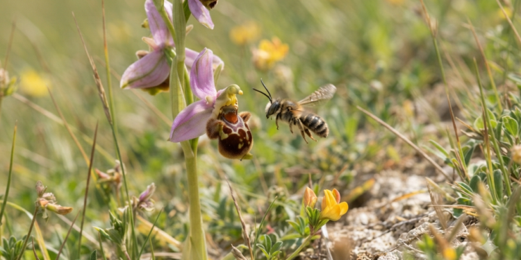 Especialistas em ecologia explicam como certas flores manipulam o comportamento dos insetos para sobreviver