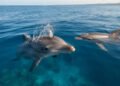 Estudo mostra que golfinhos identificam uns aos outros por assobios exclusivos