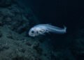 Peixes do fundo oceânico mantêm a vida funcionando em um dos ambientes mais severos da Terra