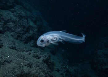 Peixes do fundo oceânico mantêm a vida funcionando em um dos ambientes mais severos da Terra