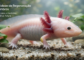 A capacidade do axolote de regenerar órgãos impressiona os cientistas