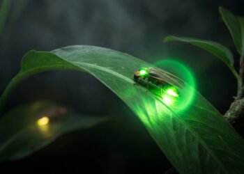 Espécies bioluminescentes utilizam sinais luminosos para sobreviver na escuridão