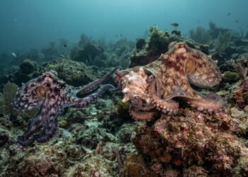 Pesquisadores descobrem comportamentos dos polvos que mudam a visão sobre esses animais