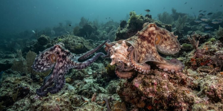 Pesquisadores descobrem comportamentos dos polvos que mudam a visão sobre esses animais