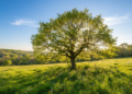 Aumento da luminosidade na primavera desencadeia mudanças observadas há décadas pela ciência