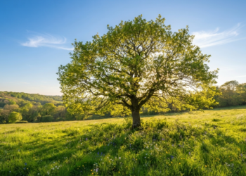 Aumento da luminosidade na primavera desencadeia mudanças observadas há décadas pela ciência