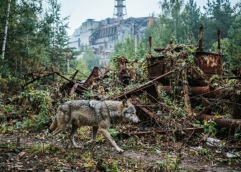 Cientistas mostram que os animais de Chernobyl desenvolvem adaptações surpreendentes após anos de isolamento
