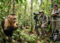 Macacos revelam novos sinais da natureza após cientistas investigarem as cócegas