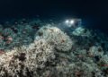 Ciência revela por que recifes de coral de água fria surpreendem pesquisadores no fundo do oceano