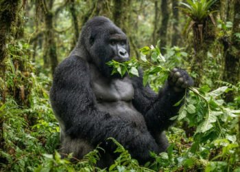 Os gorilas das montanhas constroem força com a ajuda da microbiota