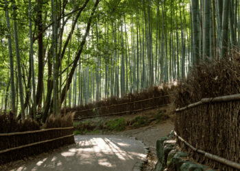 Provérbio japonês: “O bambu que se dobra é mais forte do que o carvalho que resiste”, uma citação sobre adaptação, inteligência emocional e a força escondida em quem sabe ceder sem se quebrar