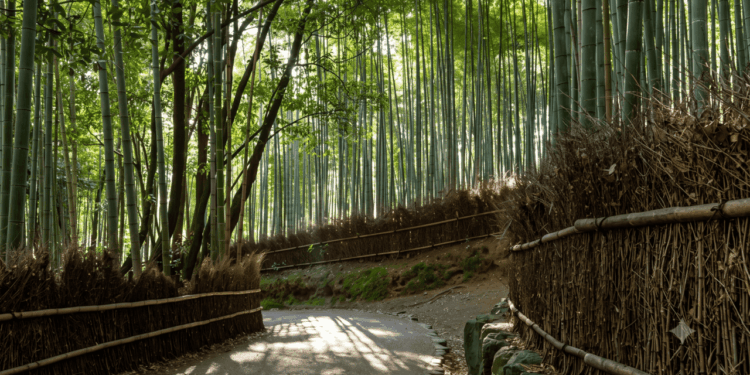 Provérbio japonês: “O bambu que se dobra é mais forte do que o carvalho que resiste”, uma citação sobre adaptação, inteligência emocional e a força escondida em quem sabe ceder sem se quebrar