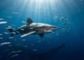 Estudos da NOAA revelam como ameaças nos oceanos afetam a sobrevivência dos tubarões