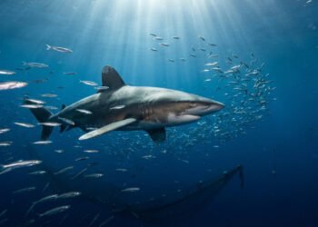 Estudos da NOAA revelam como ameaças nos oceanos afetam a sobrevivência dos tubarões