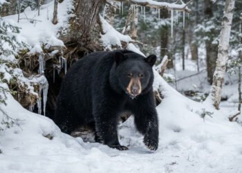 Estudos científicos revelam como o urso-negro preserva músculos e ossos durante meses de hibernação