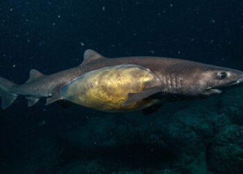 Estudo revela como o fígado do tubarão de águas profundas garante equilíbrio com uma adaptação surpreendente