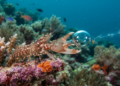 A ciência explica como o camarão-pistola cria uma onda de choque usando cavitação nos oceanos