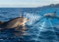 Especialistas explicam que os golfinhos criam assobios exclusivos que funcionam como nomes dentro do grupo
