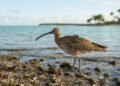 Pequena ave atravessa o Oceano Pacífico sem parar e intriga pesquisadores
