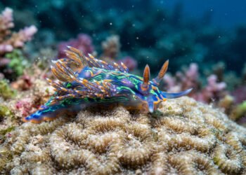 Nova espécie de lesma-marinha revela que pequenos animais podem esconder grandes descobertas