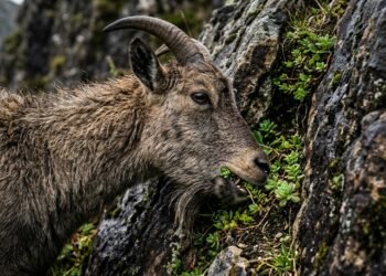 sobrevivência de cabras