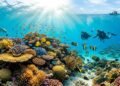 Oásis no oceano: os lugares raros onde corais resistentes ao calor podem salvar a vida marinha
