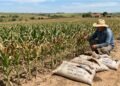 Pequeno produtor rural compra R$ 45 mil em fertilizantes químicos com nota fiscal para a safra de milho, descobre após a aplicação que o lote continha mistura excessiva de sal/areia que queimou 15 hectares de lavoura e aciona o fornecedor na Justiça para exigir o ressarcimento da safra perdida
