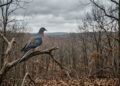 Bilhões de aves desapareceram em poucas décadas e o motivo ainda serve de alerta ao mundo