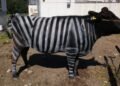Cientistas pintaram vacas com listras brancas de zebra e descobriram um efeito impressionante contra moscas