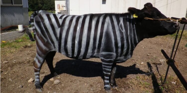 As vacas que receberam a pintura zebrada registraram uma queda impressionante de cinquenta por cento nas picadas de insetos por minuto - Créditos: PLOS ONE