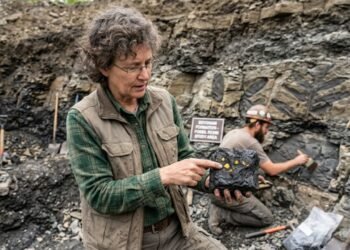 O âmbar mais antigo da Terra foi encontrado escondido em carvão com 385 milhões de anos