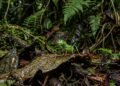 Os pequenos animais da Amazônia que podem ser mais perigosos do que onças e sucuris