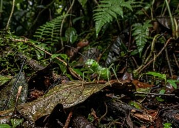 Os pequenos animais da Amazônia que podem ser mais perigosos do que onças e sucuris