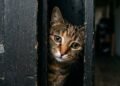 ansiedade de separação em gatos