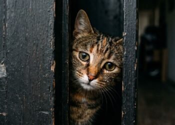 ansiedade de separação em gatos
