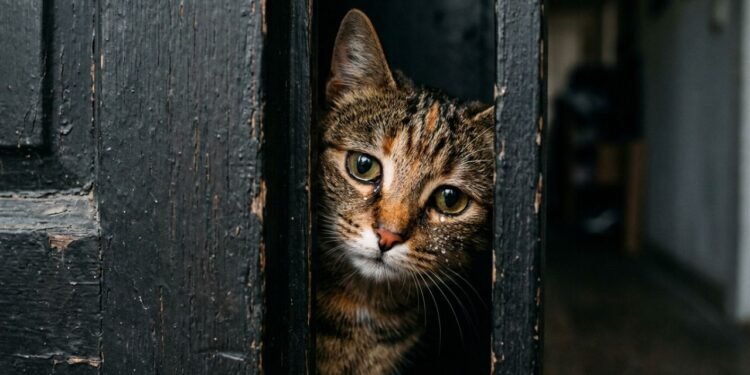 ansiedade de separação em gatos