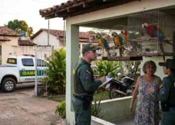 Homem de 42 anos constrói um viveiro para criar 12 araras no quintal e recebe visita do IBAMA