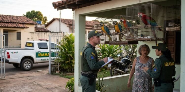 Homem de 42 anos constrói um viveiro para criar 12 araras no quintal e recebe visita do IBAMA