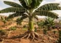 Cientistas encontram em planta da Etiópia uma esperança para proteger as bananas do futuro