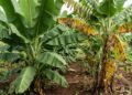 Parente da banana encontrado na África pode salvar a fruta de uma praga devastadora