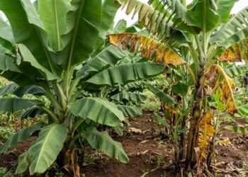 Parente da banana encontrado na África pode salvar a fruta de uma praga devastadora